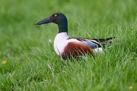 Attēlu rezultāti vaicājumam “Anas clypeata male”