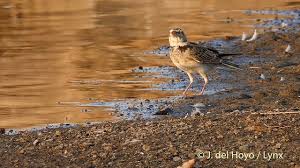 Image result for Melanocorypha calandra