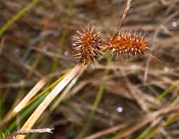 Attēlu rezultāti vaicājumam “Carex flava”