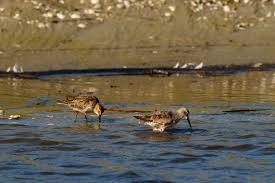 Attēlu rezultāti vaicājumam “Calidris ferruginea adult”