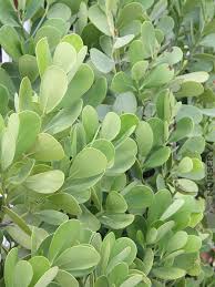 Attēlu rezultāti vaicājumam “Autographa excelsa”