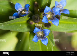 Attēlu rezultāti vaicājumam “Gentiana cruciata leaf”