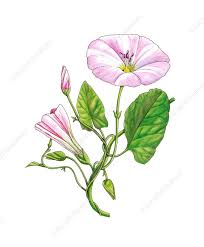 Attēlu rezultāti vaicājumam “Convolvulus arvensis flower”