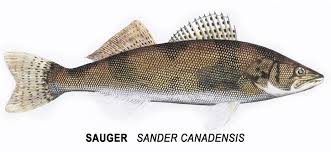 Image result for Sander canadensis