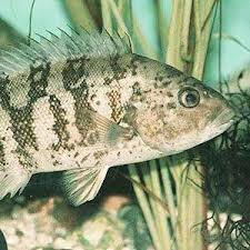 Image result for Tautoga onitis