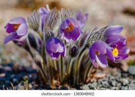 Attēlu rezultāti vaicājumam “Pulsatilla patens”