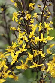 Attēlu rezultāti vaicājumam “Reticularia lobata young”