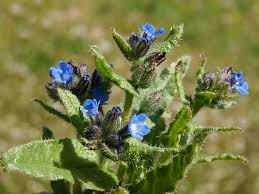 Attēlu rezultāti vaicājumam “Anchusa arvensis flower”