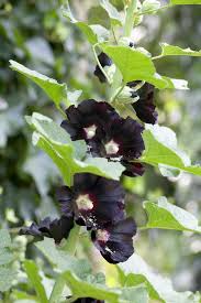 Image result for Alcea rosea nigra