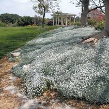 Image result for cerastium tomentosum