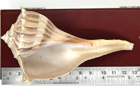 Image result for Sinistrofulgur perversum