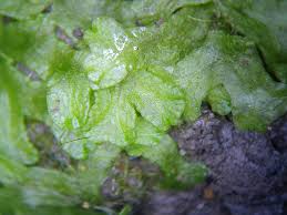 Attēlu rezultāti vaicājumam “Riccia rhenana”