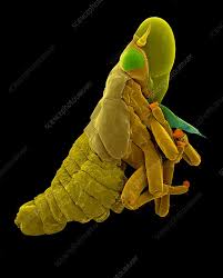 Attēlu rezultāti vaicājumam “Philaenus spumarius nymph”