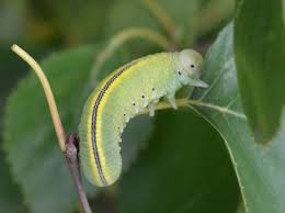 Attēlu rezultāti vaicājumam “Cimbex femoratus larva”
