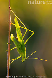 Attēlu rezultāti vaicājumam “Phaneroptera falcata”