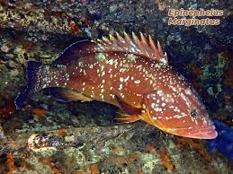 Image result for Epinephelus marginatus