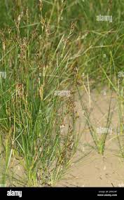 Attēlu rezultāti vaicājumam “Juncus gerardii fruit”