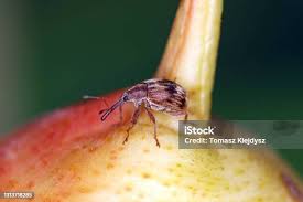 Attēlu rezultāti vaicājumam “Anthonomus pomorum”