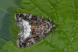 Attēlu rezultāti vaicājumam “Protodeltote pygarga”