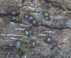 Attēlu rezultāti vaicājumam “Trichia botrytis var. cerifera stalked”