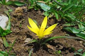 Attēlu rezultāti vaicājumam “Gagea lutea leaf”