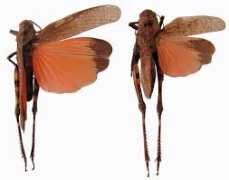 Attēlu rezultāti vaicājumam “Psophus stridulus”