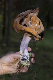 Attēlu rezultāti vaicājumam “Gyromitra infula”