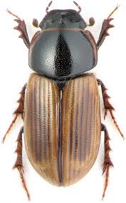 Attēlu rezultāti vaicājumam “Aphodius subterraneus”