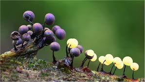 Attēlu rezultāti vaicājumam “Lamproderma violaceum”