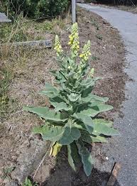 Attēlu rezultāti vaicājumam “Verbascum thapsus leaf”