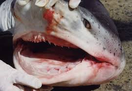 Image result for Notorynchus cepedianus