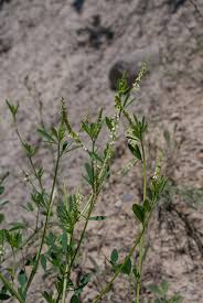 Attēlu rezultāti vaicājumam “Melilotus albus leaf”