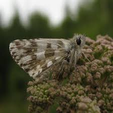 Attēlu rezultāti vaicājumam “Pyrgus alveus”