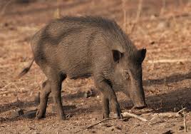 Attēlu rezultāti vaicājumam “Sus scrofa”