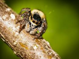 Attēlu rezultāti vaicājumam “Xanthogramma sp. male”