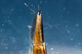 Attēlu rezultāti vaicājumam “Acilius sulcatus male”