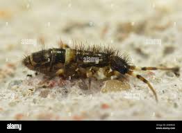 Attēlu rezultāti vaicājumam “Orchesella sp.”