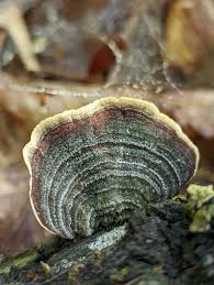 Attēlu rezultāti vaicājumam “Stereum fasciatum”