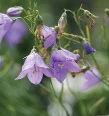 Attēlu rezultāti vaicājumam “Campanula rotundifolia”