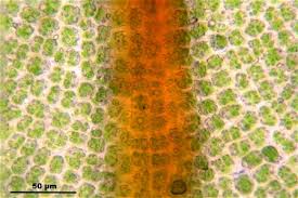 Attēlu rezultāti vaicājumam “Syntrichia latifolia”