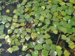 Attēlu rezultāti vaicājumam “Trapaceae”