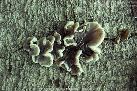 Attēlu rezultāti vaicājumam “Auricularia mesenterica”