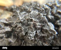 Attēlu rezultāti vaicājumam “Collema”