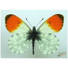 Attēlu rezultāti vaicājumam “Anthocharis cardamines underside”