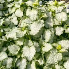 Attēlu rezultāti vaicājumam “Lamium maculatum leaf”