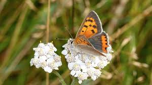 Attēlu rezultāti vaicājumam “Lycaeniinae”