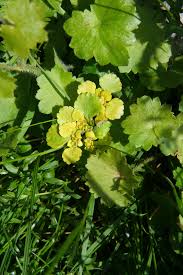 Attēlu rezultāti vaicājumam “Chrysosplenium alternifolium leaf”