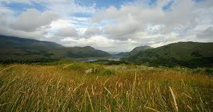 Attēlu rezultāti vaicājumam “Diderma ochraceum young”