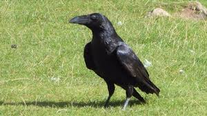 Image result for Merseyside Ravens