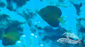 Image result for Ctenochaetus hawaiiensis